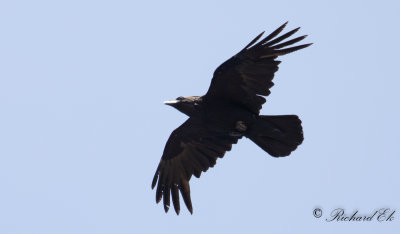 Korp - Northern Raven (Corvus corax hispanus)