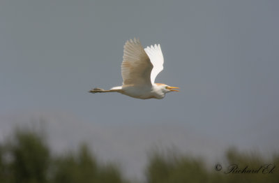 Kohger - Cattle Egret (Bubulcus ibis)