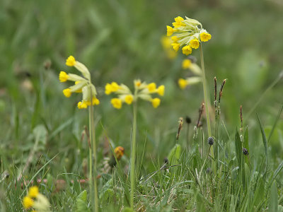 Gullviva (Primula veris)