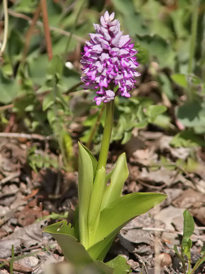 Johannesnycklar (Orchis militaris)