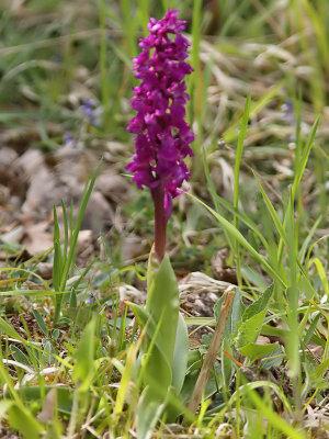 Sankt Pers nycklar (Orchis mascula)