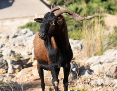 Balearic Goat (Myotragus balearicus)
