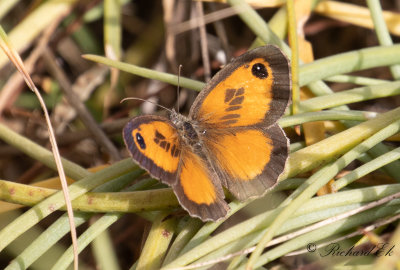 Southern Gatekeeper (Pyronia cecilia)