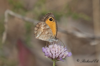 Southern Gatekeeper (Pyronia cecilia)