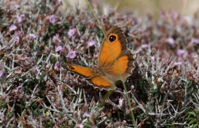 Southern Gatekeeper (Pyronia cecilia)