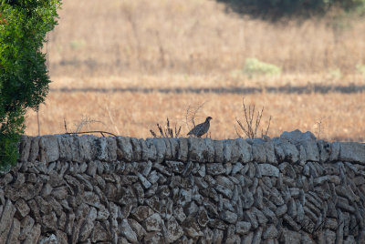 Rdhna - Red-legged Partridge (Alectoris rufa)