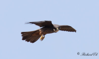 Eleonorafalk - Eleonora Falcon (Falco eleonorae)