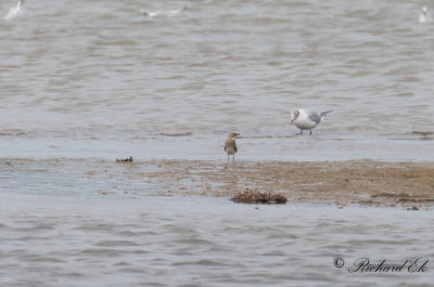 Svartvingad vadarsvala - Black-winged Pratincole (Glareola nordmanni)