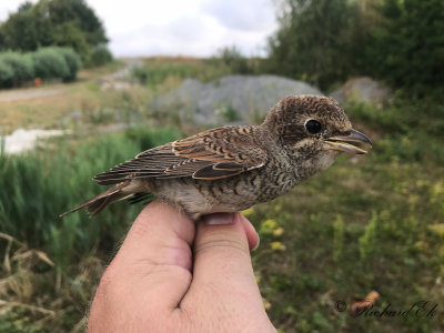 Törnskata - Red-backed Shrike (Lanius collurio)