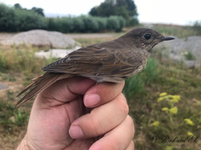 Näktergal - Thrush Nightingale (Luscinia luscinia)