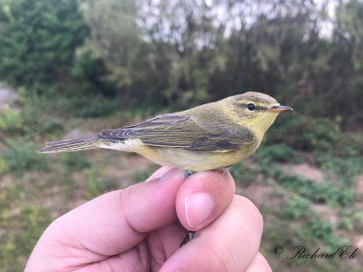 Lövsångare - Willow Warbler (Phylloscopus trochilus)