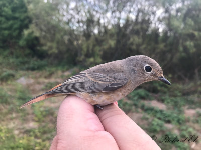 Rödstjärt - Common Redstart (Phoenicurus phoenicurus)