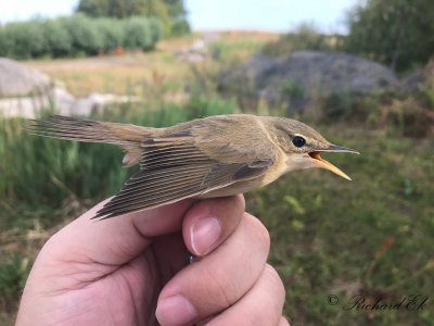 Kärrsångare - Marsh Warbler (Acrocephalus palustris)