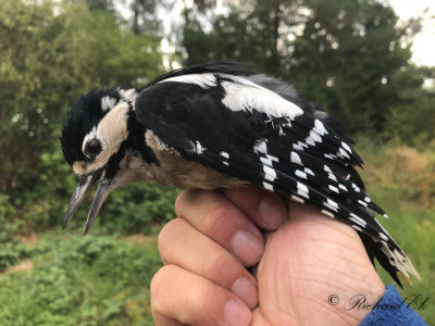 Större hackspett - Great Spotted Woodpecker (Dendrocopos major)