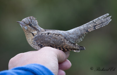 Göktyta - Eurasian Wryneck (Jynx torquilla)