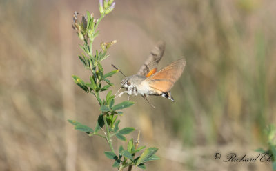 Strre dagsvrmare - Hummingbird Hawk-moth (Macroglossum stellatarum)