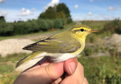 Grönsångare - Wood Warbler (Phylloscopus sibilatrix)