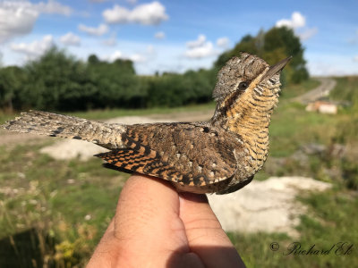 Göktyta - Eurasian Wryneck (Jynx torquilla)