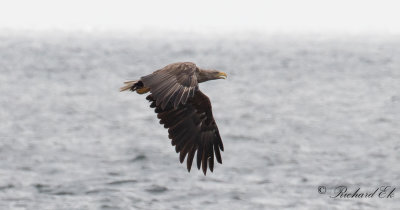 Havsrn - White-tailed Eagle (Haliaeetus albicilla)