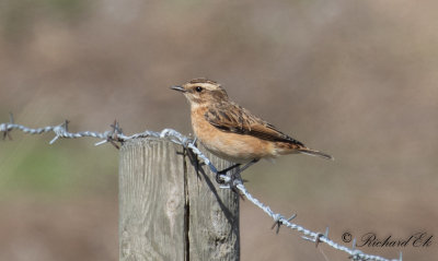 Buskskvätta - Whinchat (Saxicola rubetra)