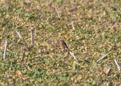 Svarthakad buskskvätta - Stonechat (Saxicola rubicola)