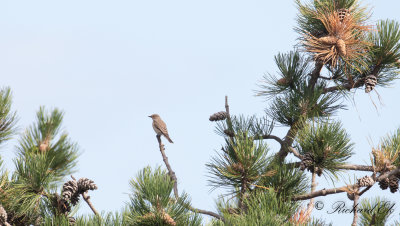 Gr flugsnappare - Spotted Flycatcher (Muscicapa striata)