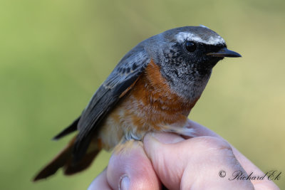 Rödstjärt - Redstart (Phoenicurus phoenicurus)