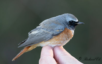 Rödstjärt - Redstart (Phoenicurus phoenicurus)