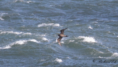 Kustlabb - Arctic Skua (Stercorarius parasiticus)