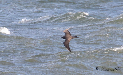Kustlabb - Arctic Skua (Stercorarius parasiticus)