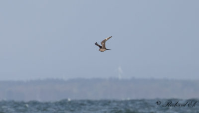 Kustlabb - Arctic Skua (Stercorarius parasiticus)