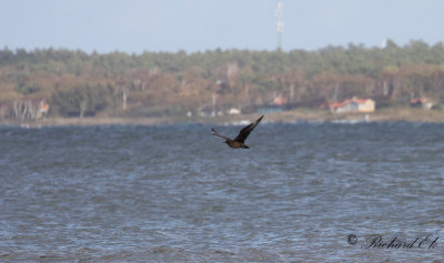 Storlabb - Great Skua (Stercorarius skua)