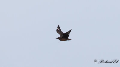 Storlabb - Great Skua (Stercorarius skua)