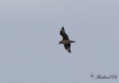 Storlabb - Great Skua (Stercorarius skua)