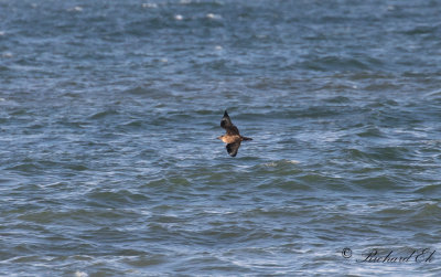 Storlabb - Great Skua (Stercorarius skua)