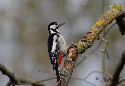 Större hackspett - Great Spotted Woodpecker (Dendrocopos major)
