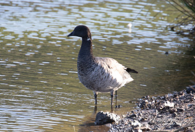 Ljusbukig prutgs - Pale-bellied Brant Goose (Branta bernicla hrota)
