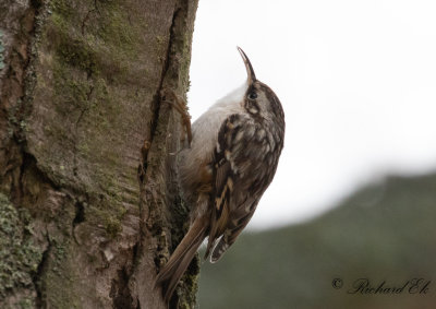 Trdgrdstrdkrypare - Short-toed Treecreeper (Certhia brachydactyla)