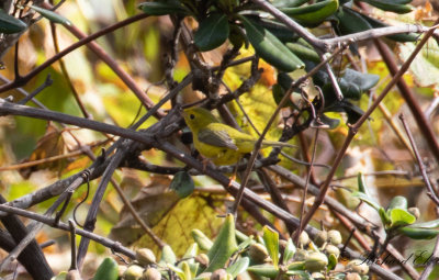 Svartkronad skogssngare - Wilson's warbler (Cardellina pusilla)