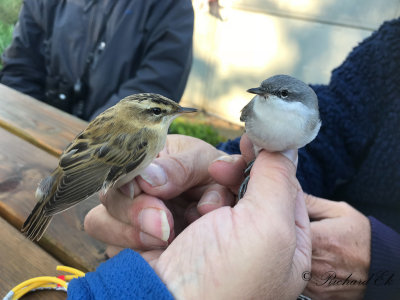 Seedge warbler and Lesser whitethroat
