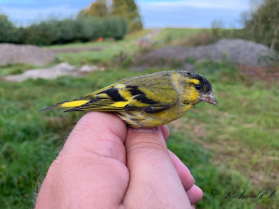 Grönsiska - Eurasian Siskin (Carduelis spinus)
