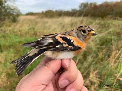 Bergfink - Brambling (Fringilla montifringilla)
