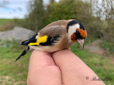 Steglits - Goldfinch (Carduelis carduelis)