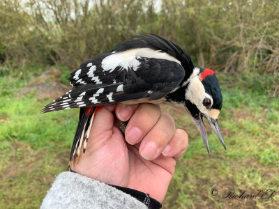 Större hackspett - Great Spotted Woodpecker (Dendrocopos major)