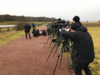 Greater Yellowlegs - twitchers