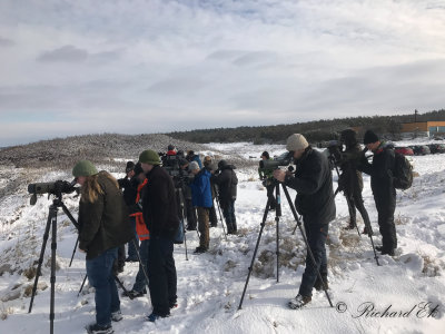 Siberian Scoter - twitchers