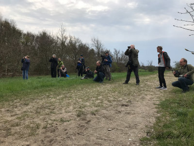 Subalpine Warbler - twitchers