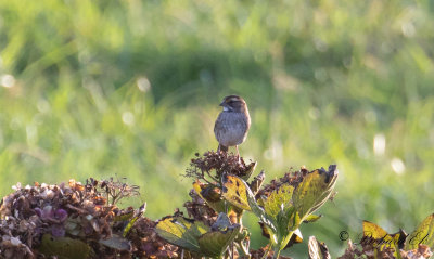 Vitstrupig sparv - White-throated Sparrow (Zonotrichia albicollis)