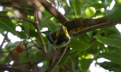 Grnryggig skogssngare - Black-throated Green Warbler (Setophaga virens)