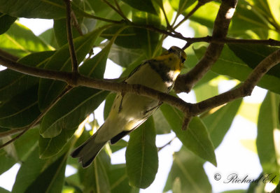 Grnryggig skogssngare - Black-throated Green Warbler (Setophaga virens)